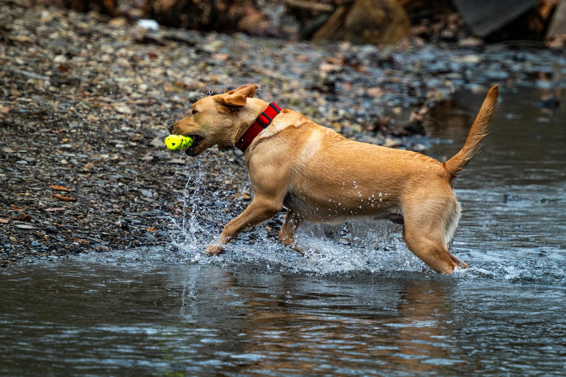 Muscle Pain In Dogs And Its Treatment Options Near Me Reference: Natural Treatments For Your Dogs Bones Joints And Muscles