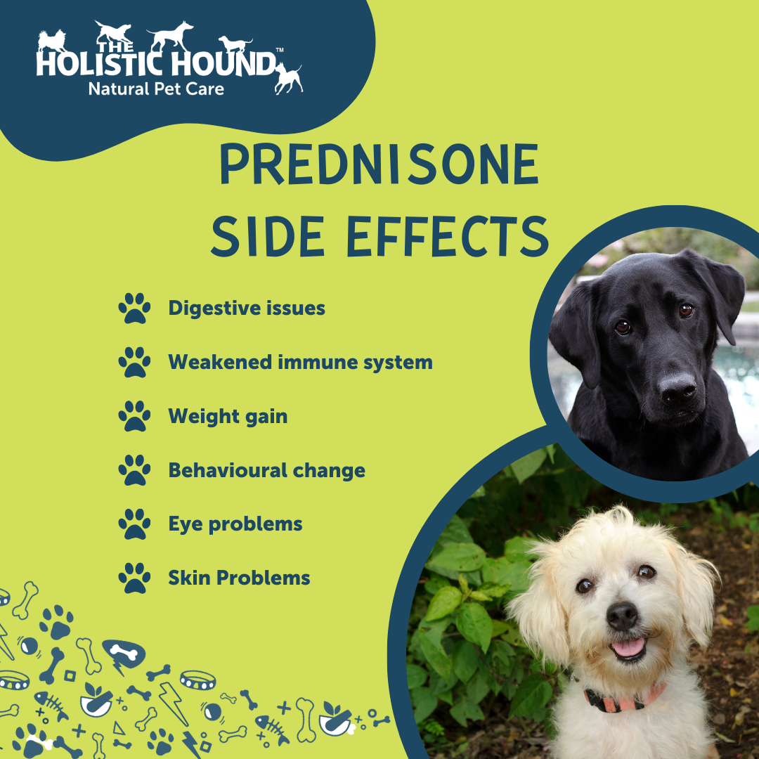 Understanding Steroid Use in Pets: Benefits, Risks, and Recovery Tips ...