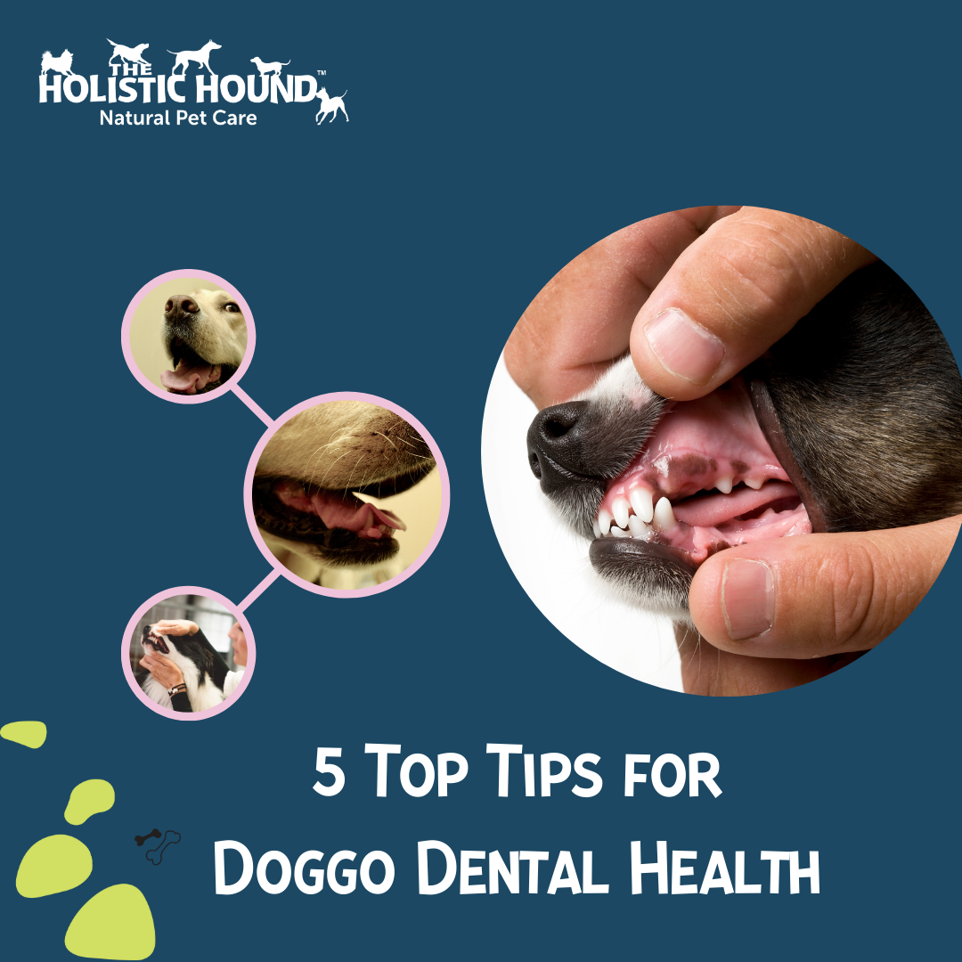 5 Tips for Dog Dental Health