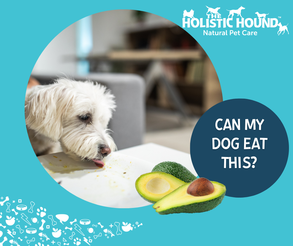 Can My Dog Eat This? Avocados