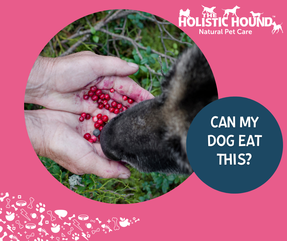 Can My Dog Eat This? - Citrus Fruits