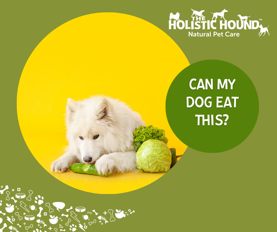 Can My Dog Eat This? - Cucumber