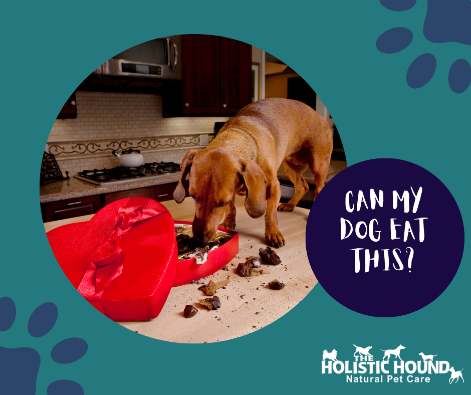 Can My Dog Eat This? - Chocolate