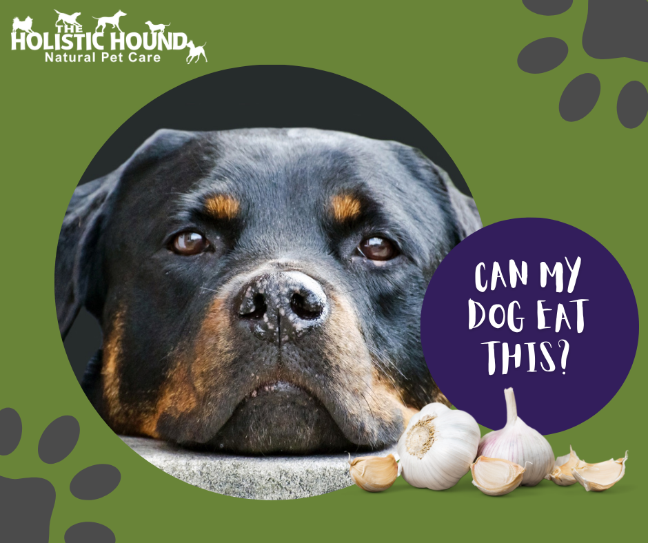 Can My Dog Eat This? - Garlic