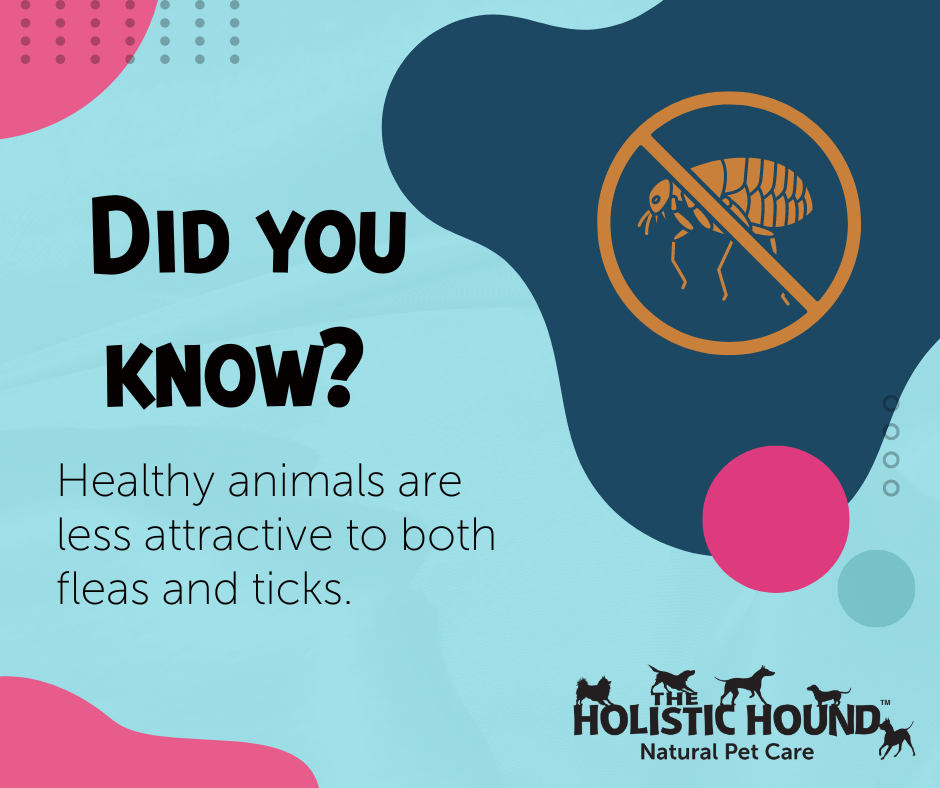 Pesky Pests and Parasites