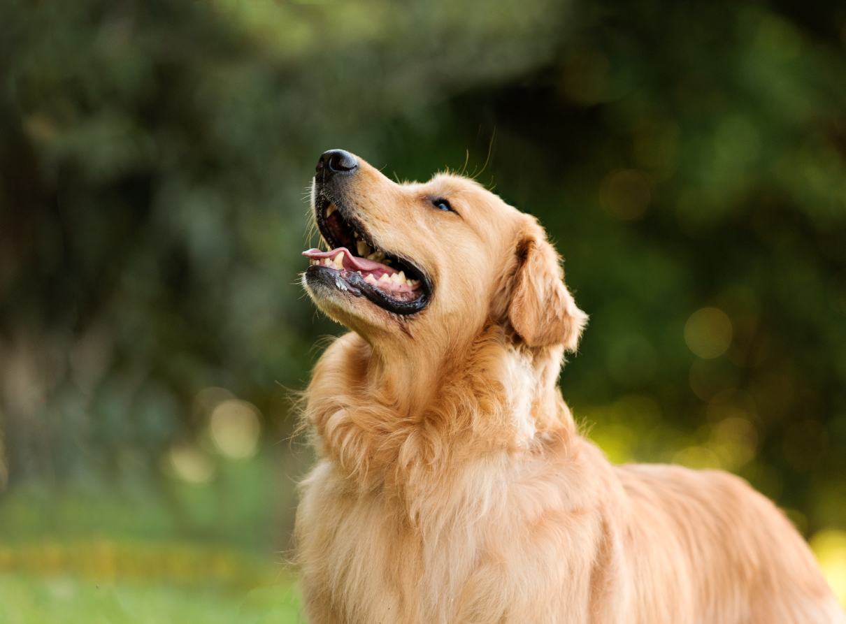 Itchy Skin And Hot Spots?