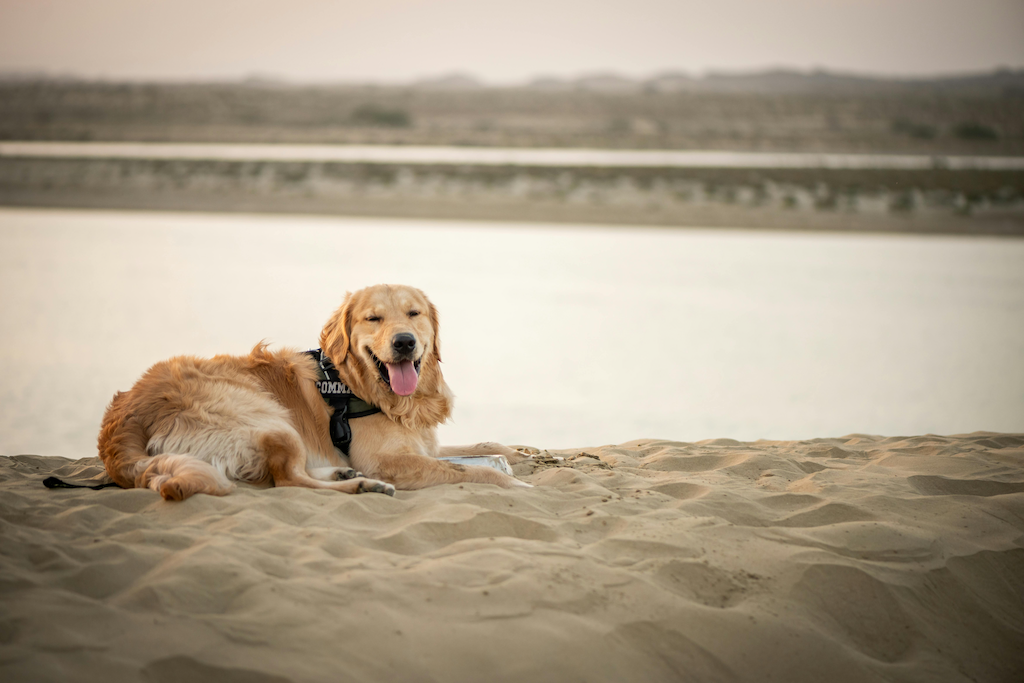 Homeopathy, Shmo-meopathy!