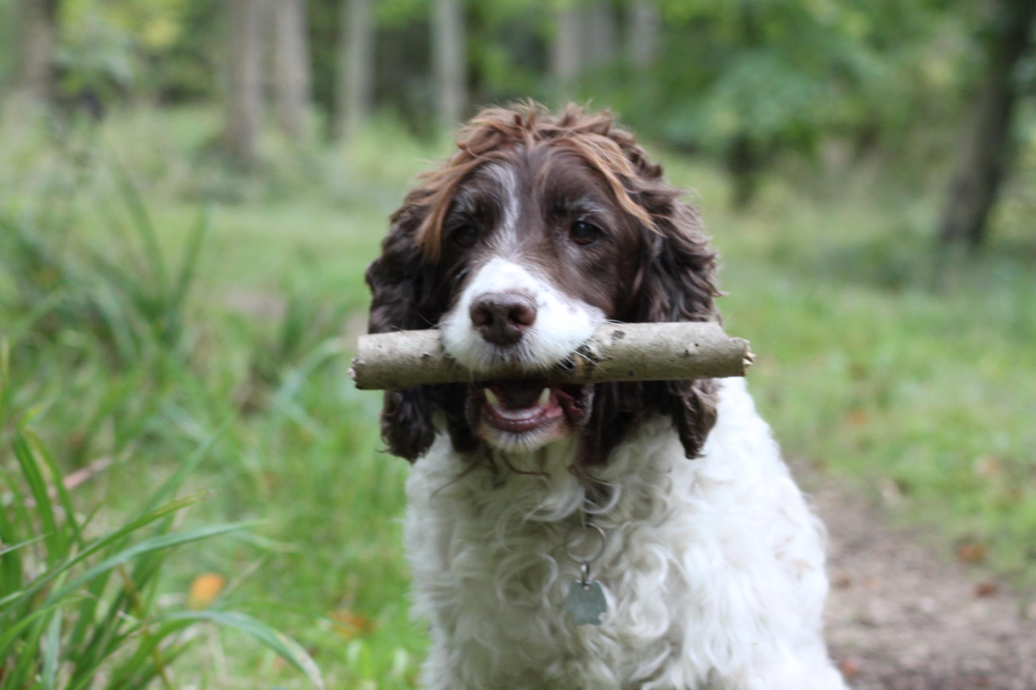 1 in 5 of us spend more on pets than....