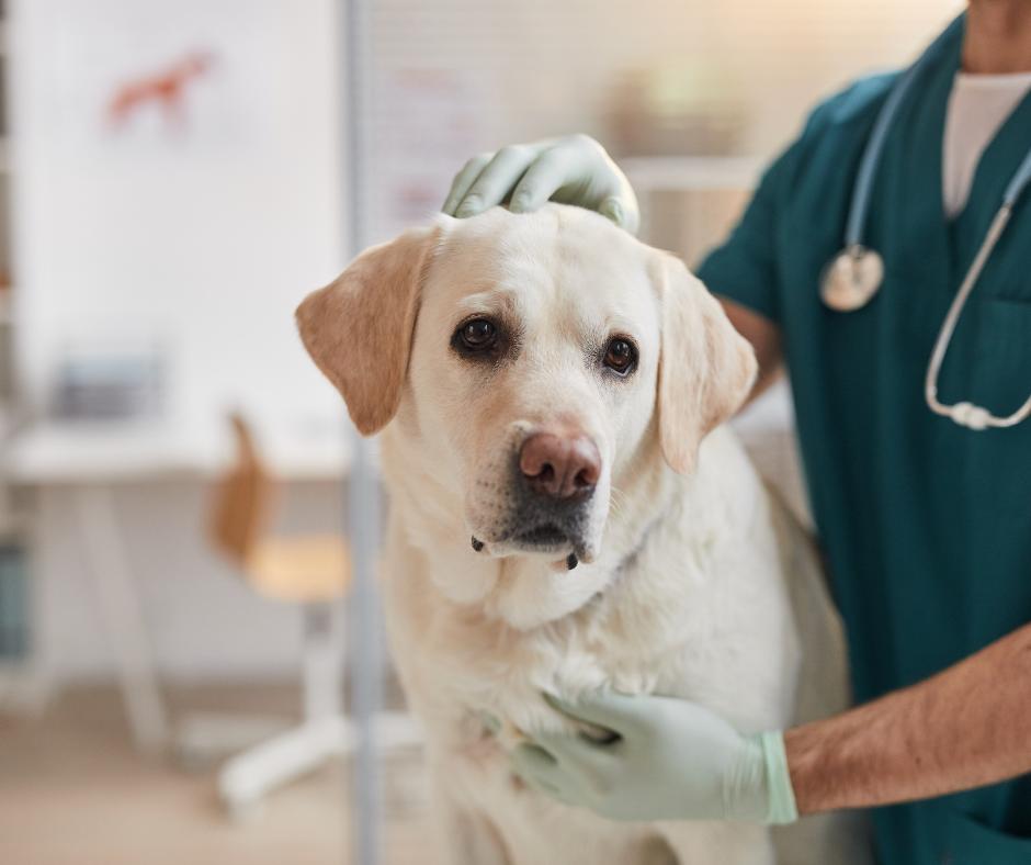 A greyhound sits in his bed outdoors looking at the camera_Holistic Hound Natural products