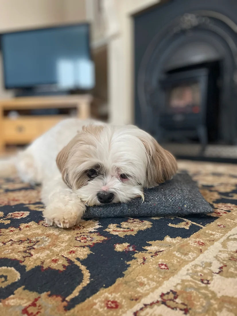 Cozy-Up Calming Cushion