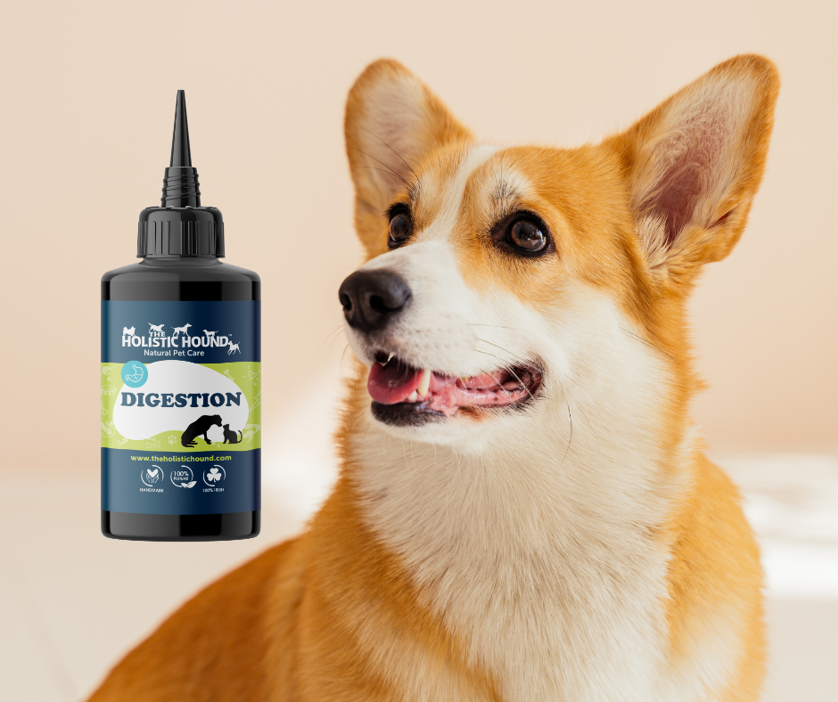 Fundamentals: Digestion