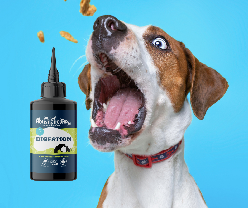 Fundamentals: Digestion