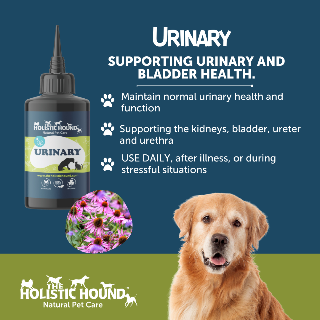 Fundamentals: Urinary