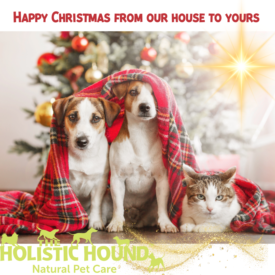 Three dogs and a cat wrapped in blankets, with a festive Christmas tree and gifts in the background, and the text 'Happy Christmas from our house to yours' along with the logo of The Holistic Hound Natural Pet Care.