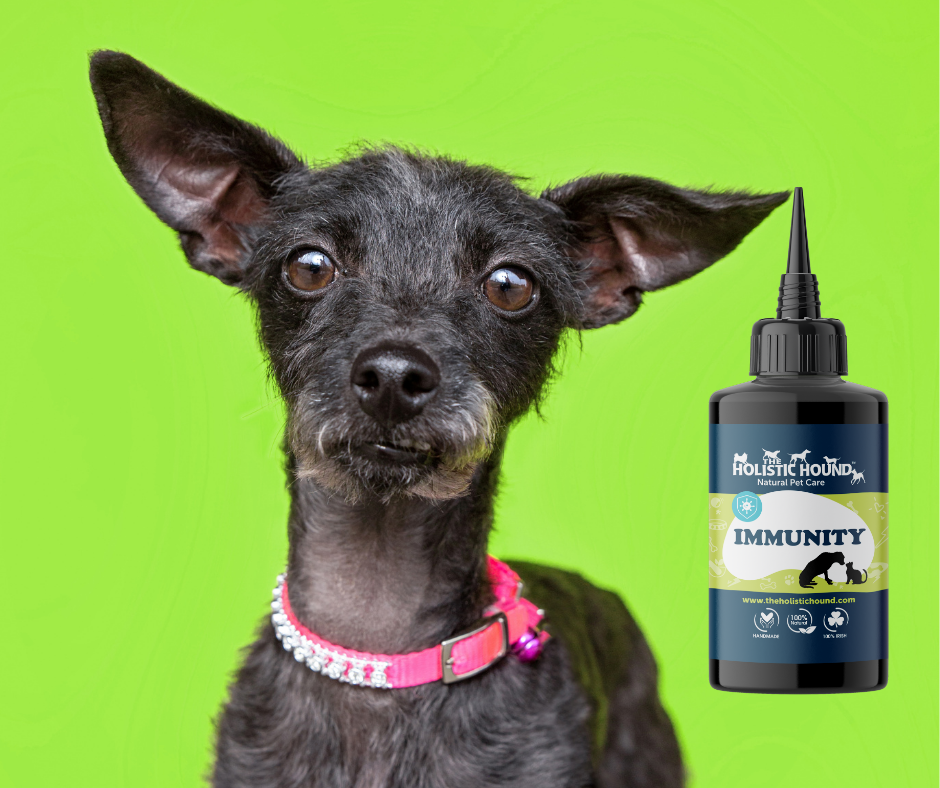 Imunity Dog Immunity | 100% natural immune support supplement for dogs | Holistic Hound