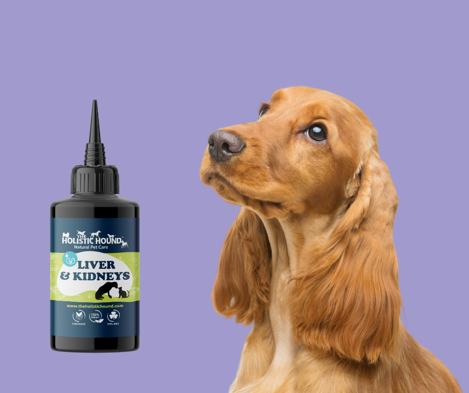 Fundamentals: Liver & Kidneys