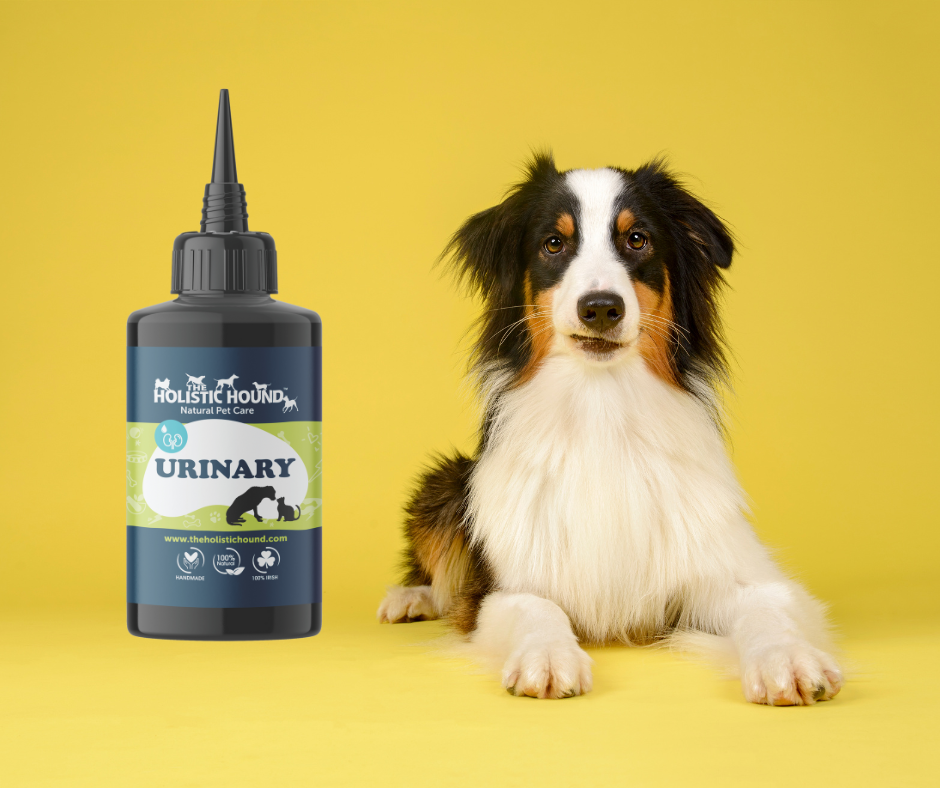 Fundamentals: Urinary