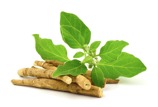 Ashwagandha Root: Withania somnifera Dunal.  1:3 45%