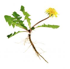 Dandelion Root Tr 1:3 45%