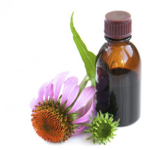 Echinacea: (Purple Cone flower Root) Tr 1:3 45%