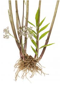 Valerian Root: Valeriana officinalis L. Tr 1:3 45%