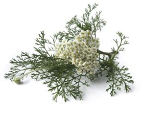 Yarrow: Achillea millefolium 1:3 45%