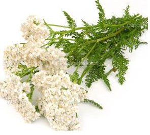 Yarrow: Achillea millefolium 1:3 45%